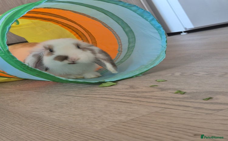 Mini Lop rabbits - Advert 2