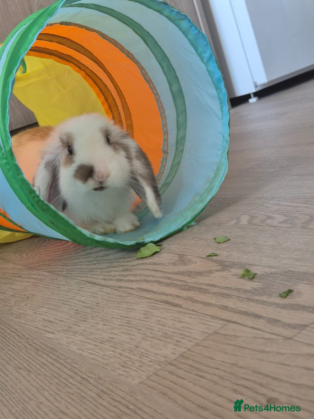 Mini Lop rabbits for sale: Male mini lop - Image 1