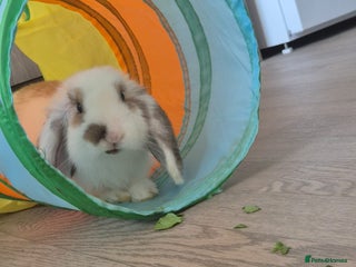 Mini Lop rabbits - Advert 18