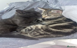 Russian Blue cats for sale: Russian blue - Image 2