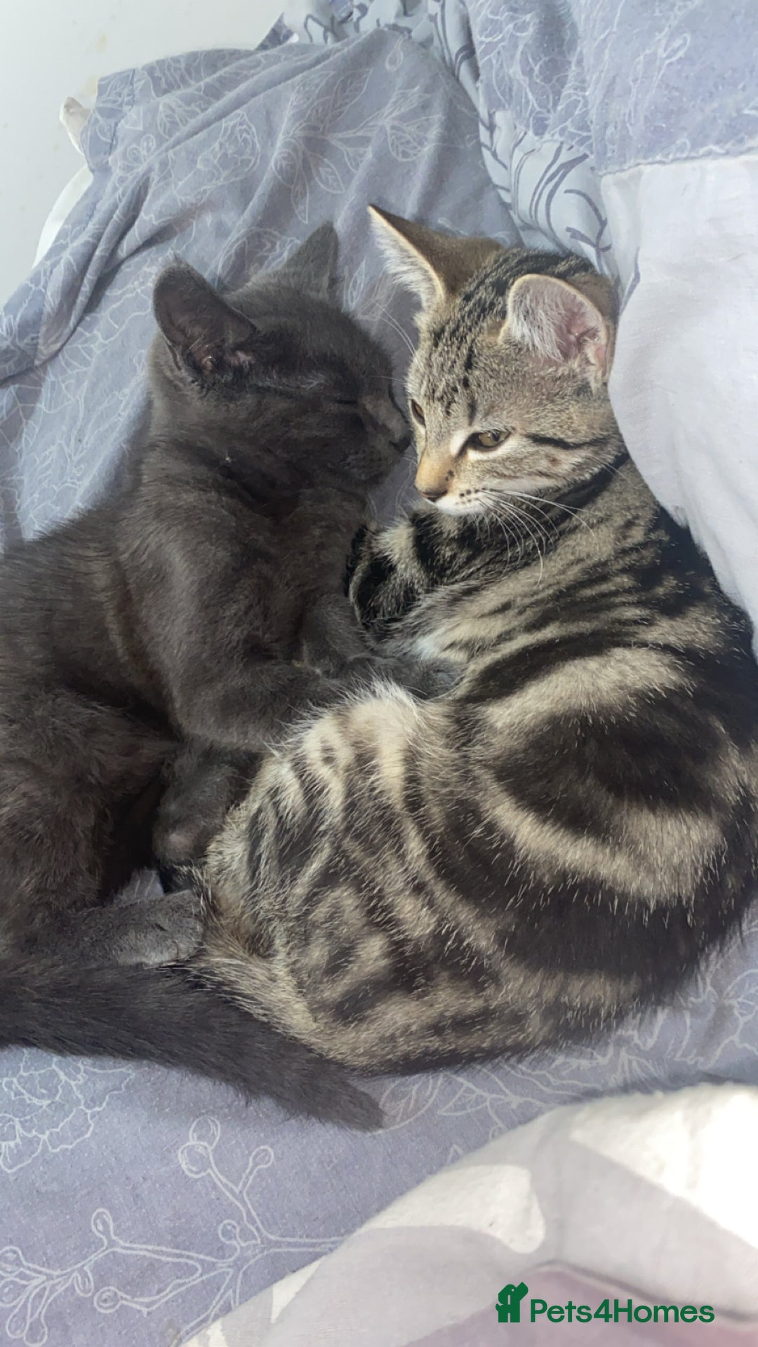 Russian Blue cats for sale: Russian blue - Image 2