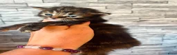 Maine Coon cats for sale: Maine coon x  in Chippenham - Advert 3