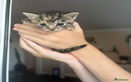 Mixed Breed cats for sale: Three tabby cats.  - Image 6