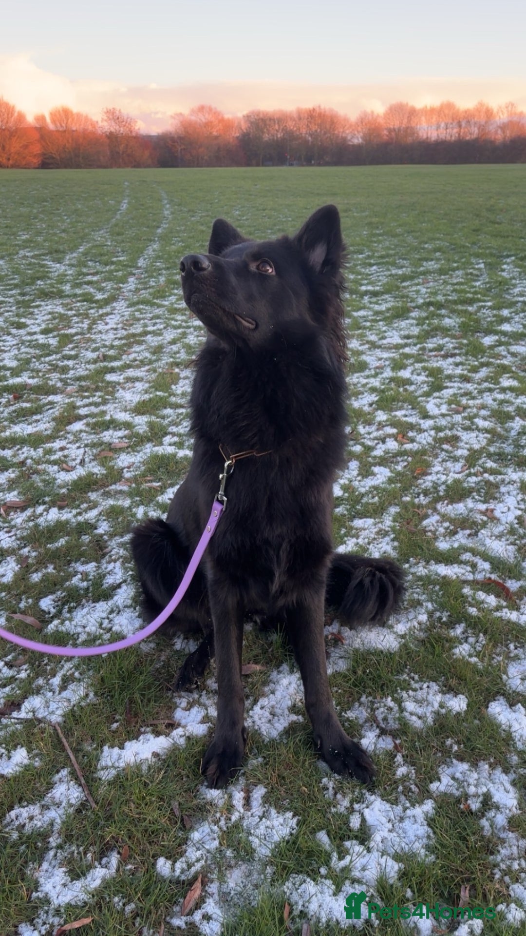 German Shepherd dogs for sale: Long haired gsd NALA - Advert 2