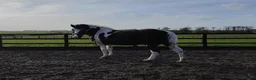 Irish Cob horses for sale: 8yo cob x project in Lancaster - Advert 19