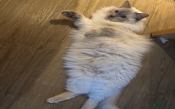 Ragdoll cats for sale: Two beautiful Ragdoll Cats for a New Loving Home - Image 7