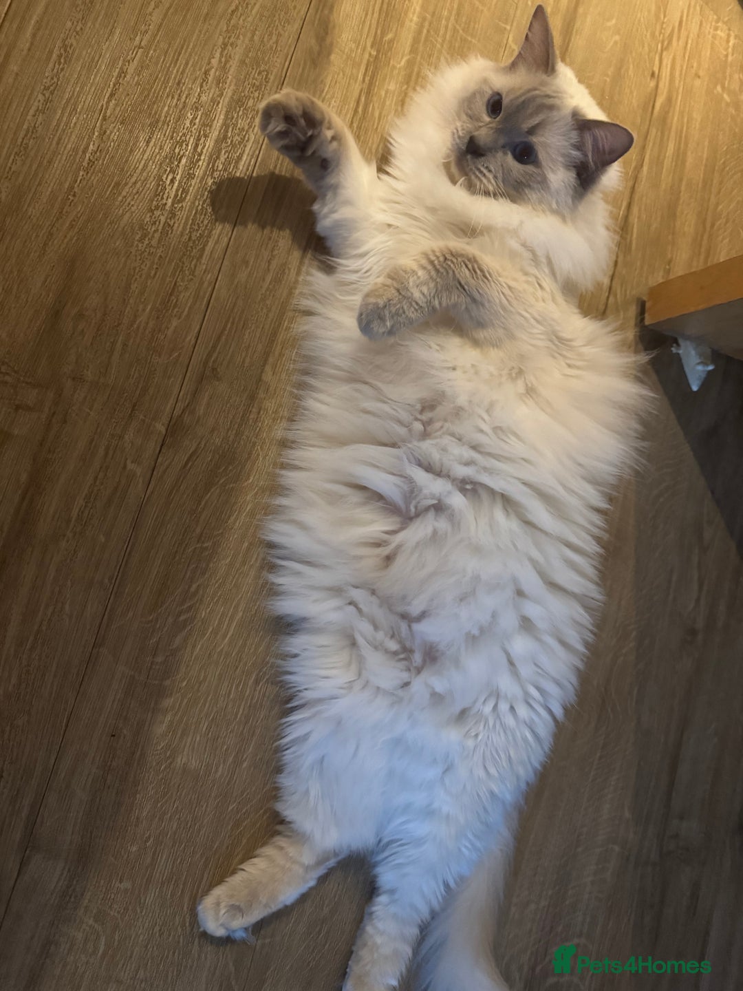 Ragdoll cats for sale: Two beautiful Ragdoll Cats for a New Loving Home - Image 7