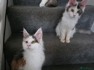 Maine Coon cats MAINE COON KITTENS PRICE IS FOR BOTH - Advert 5