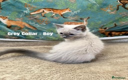 Ragdoll cats for sale: 4 cute fluffy Ragdoll Kittens - Advert 13