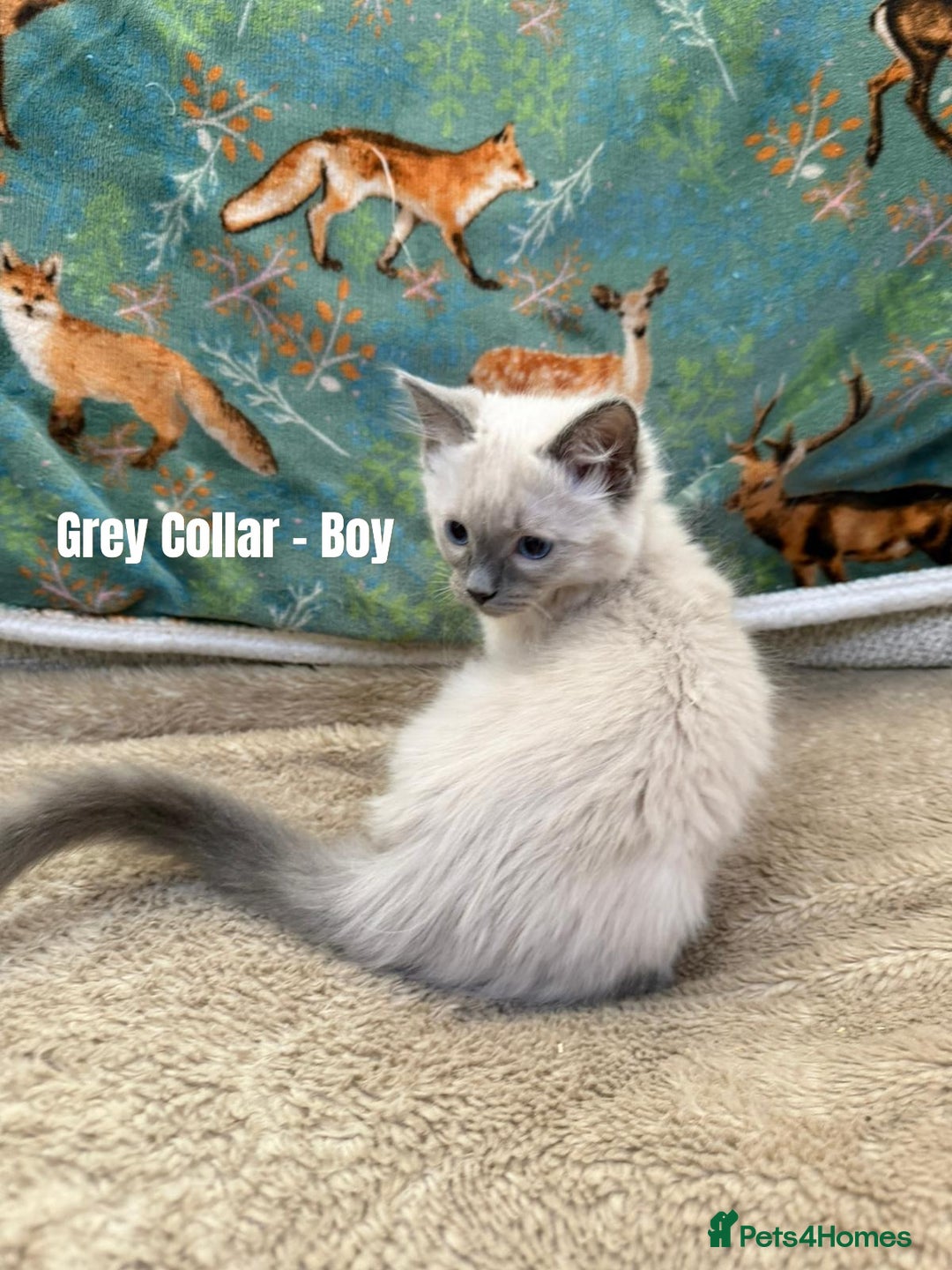 Ragdoll cats for sale: 4 cute fluffy Ragdoll Kittens - Advert 13