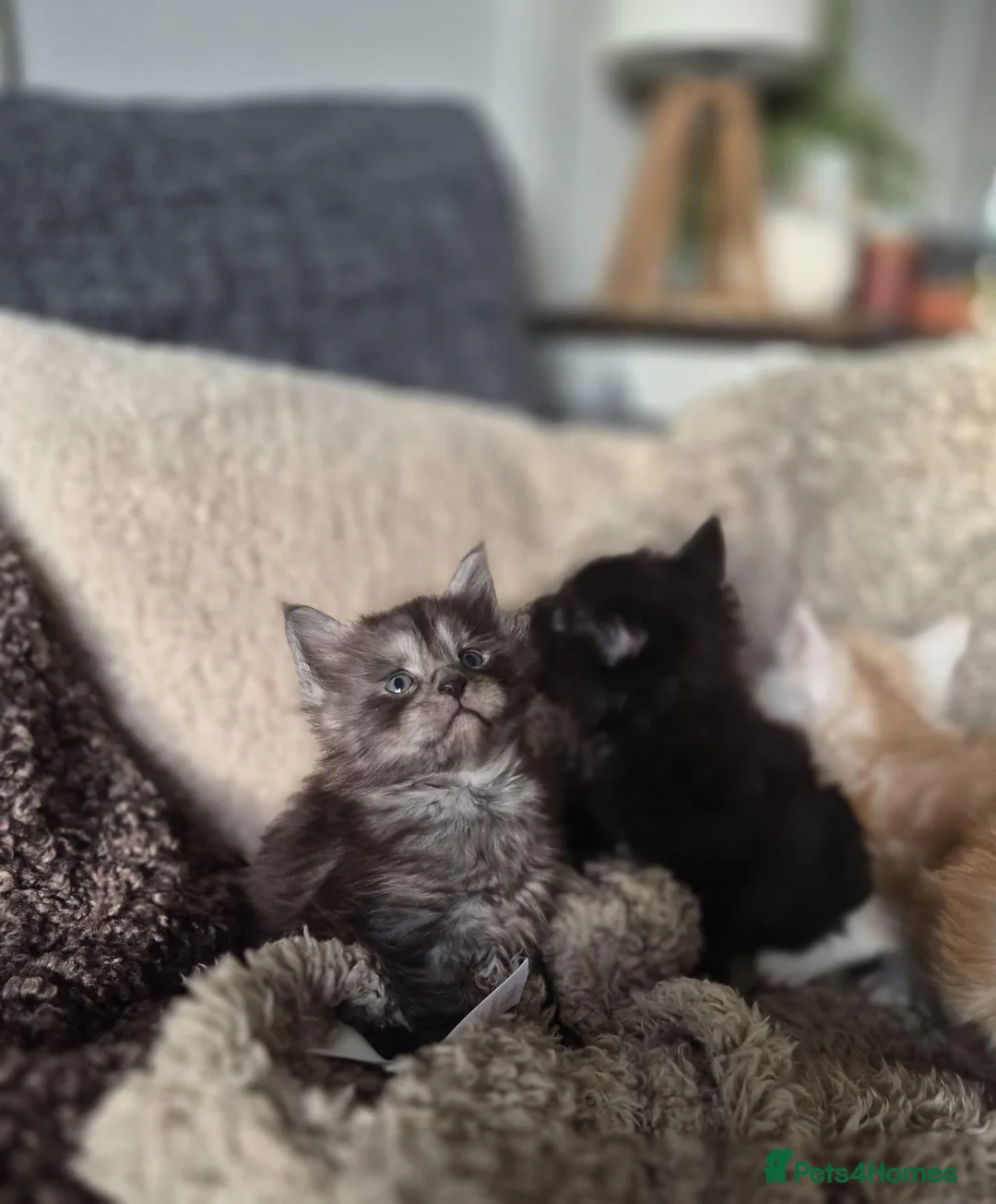 Maine Coon cats for sale: Adorable Purebred Mainecoons  - Advert 1