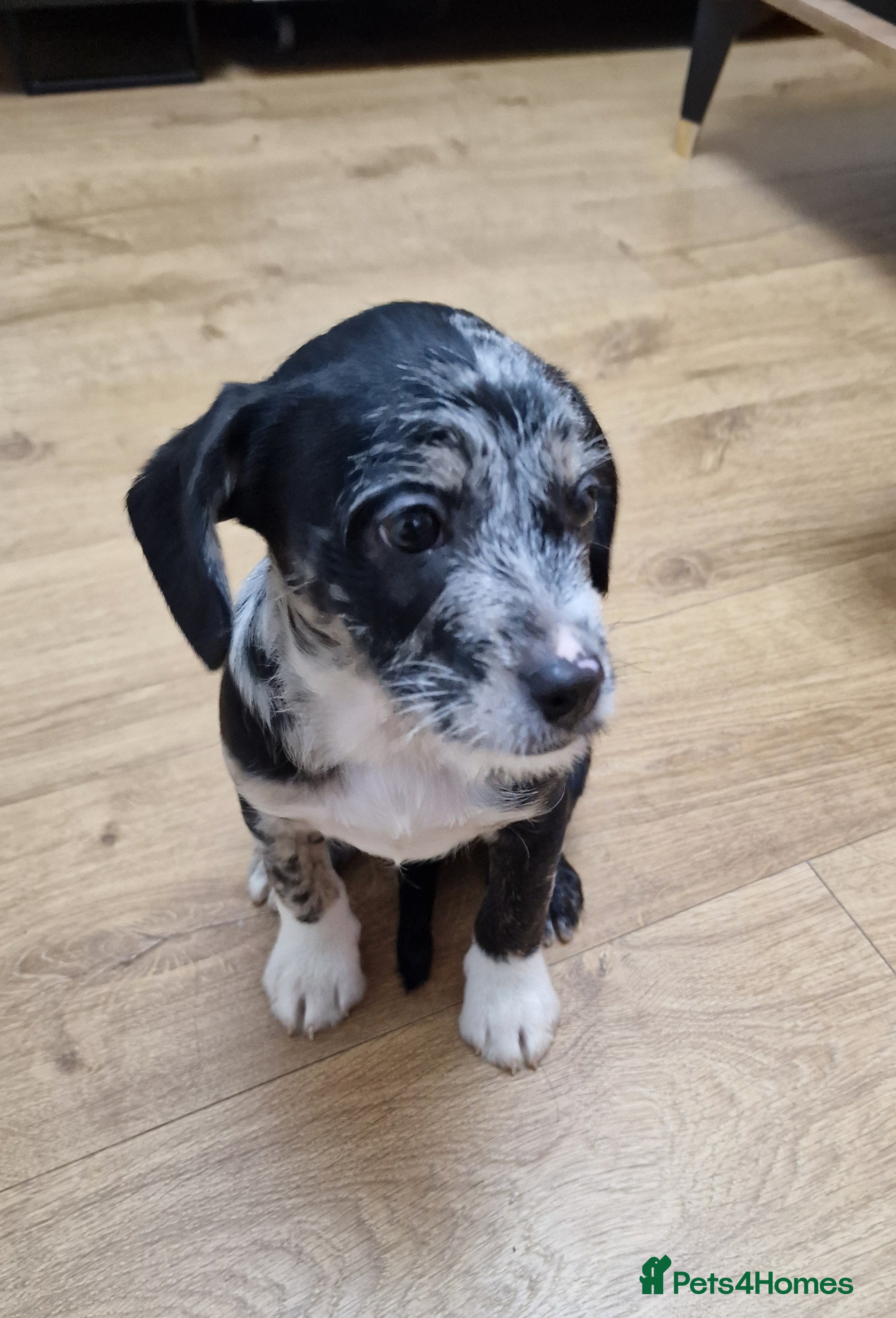 Mixed Breed dogs Frenchi /Mini Poodle Puppies ❤️ 3 Left!! - Advert 1
