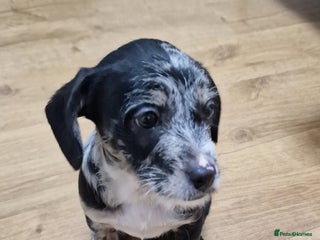 Mixed Breed dogs Frenchi /Mini Poodle Puppies ❤️ 3 Left!! - Advert 1