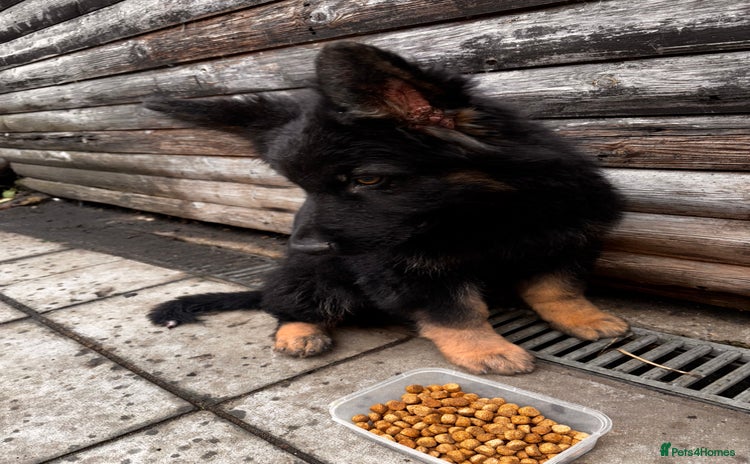 German Shepherd dogs - Advert 15
