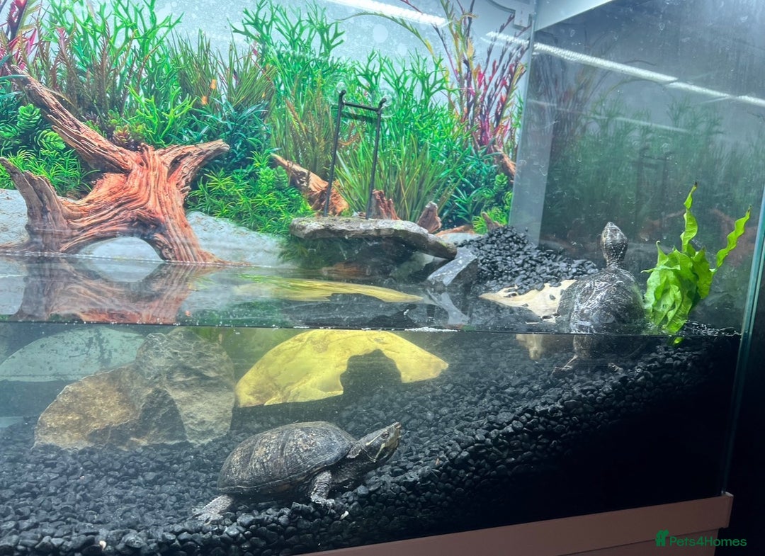 Turtle reptiles for sale: 2 Musk Turtles up for Adoption  - Advert 2