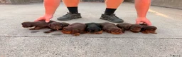 Cocker Spaniel dogs for sale: Kc registered cocker spaniel puppies  in Bishop Auckland - Advert 2