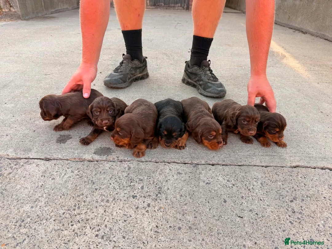 Cocker Spaniel dogs for sale: Kc registered cocker spaniel puppies  in Bishop Auckland - Advert 2