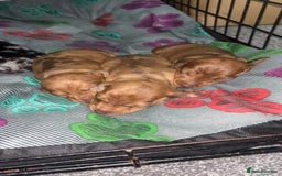 Dachshund dogs for sale: BEAUTIFULL DACHSHUND  - Advert 3