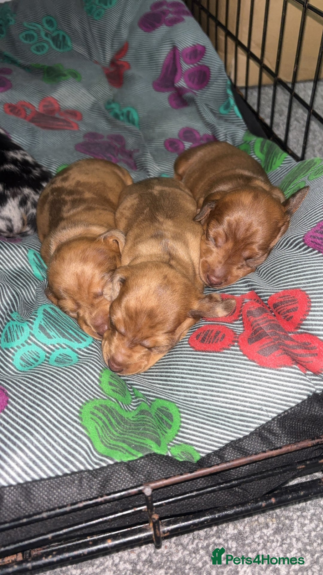 Dachshund dogs for sale: BEAUTIFULL DACHSHUND  - Advert 3