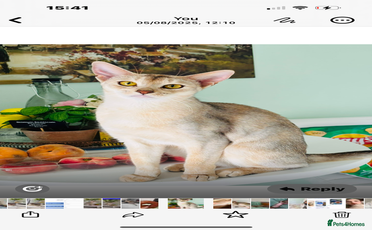 Abyssinian cats TICA ACTIVE ABYSSiNIAN QUEEN  - Advert 1