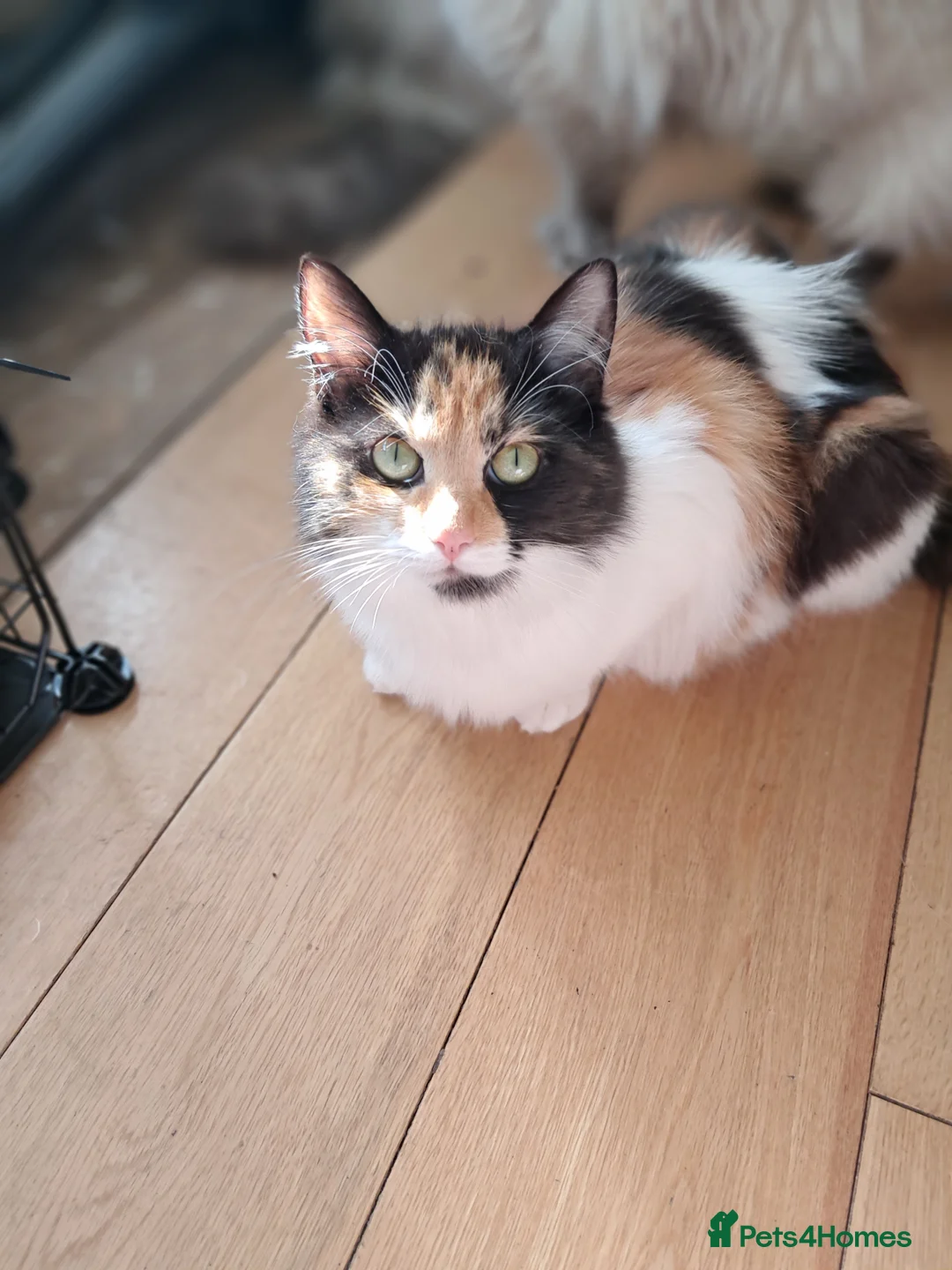 Ragdoll cats for sale: One baby seal tip ragdoll remaining - Advert 1