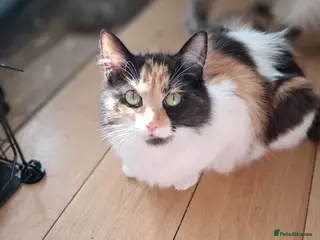 Ragdoll cats One baby seal tip ragdoll remaining - Advert 18