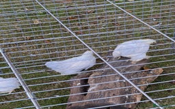 Chickens poultry for sale: Porcelain Pekin Bantams  - Image 5