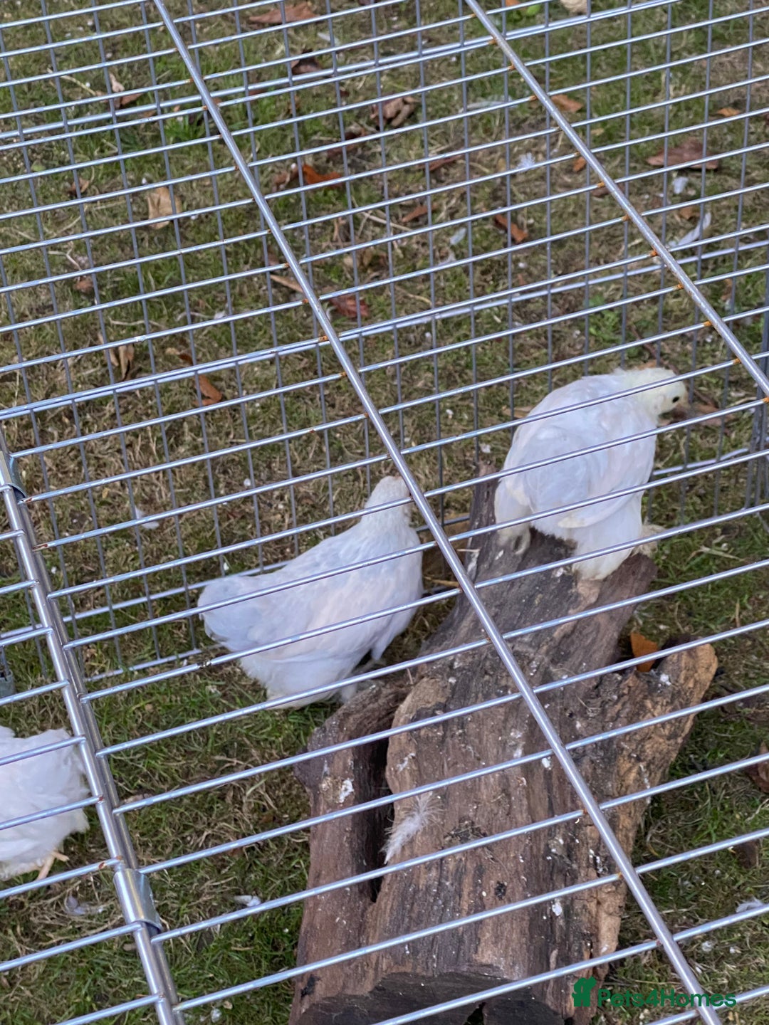 Chickens poultry for sale: Porcelain Pekin Bantams  - Image 5