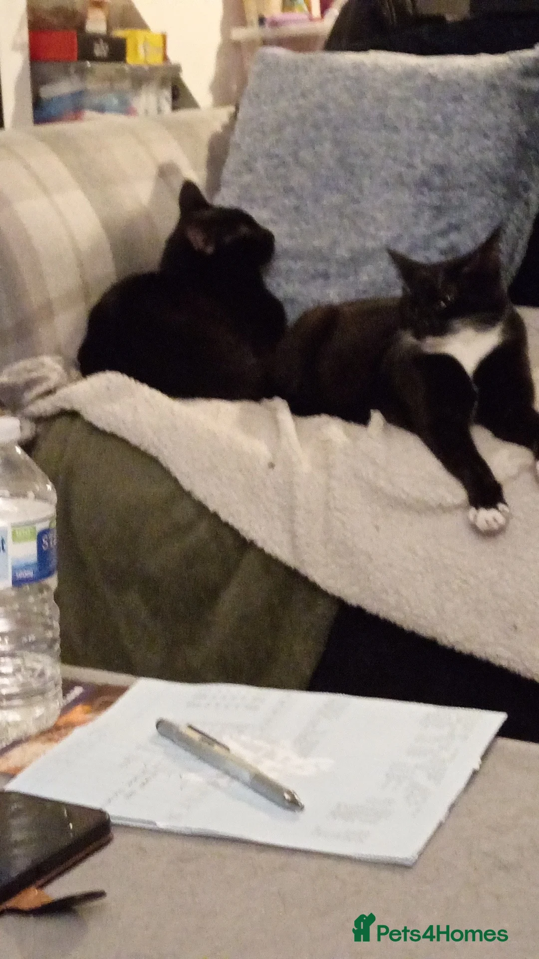 British Shorthair cats for sale: Bella and Sooty  - Advert 5