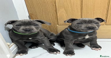 Staffordshire Bull Terrier dogs - Advert 1