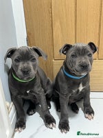 Staffordshire Bull Terrier dogs - Advert 1