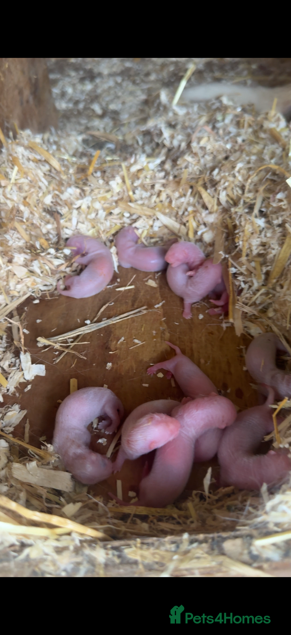 Ferret rodents Ferret Kits 2026 - Advert 4