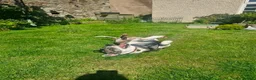 Mixed Breed dogs for adoption: Zack - In Ayr Looking for a home  - Advert 5