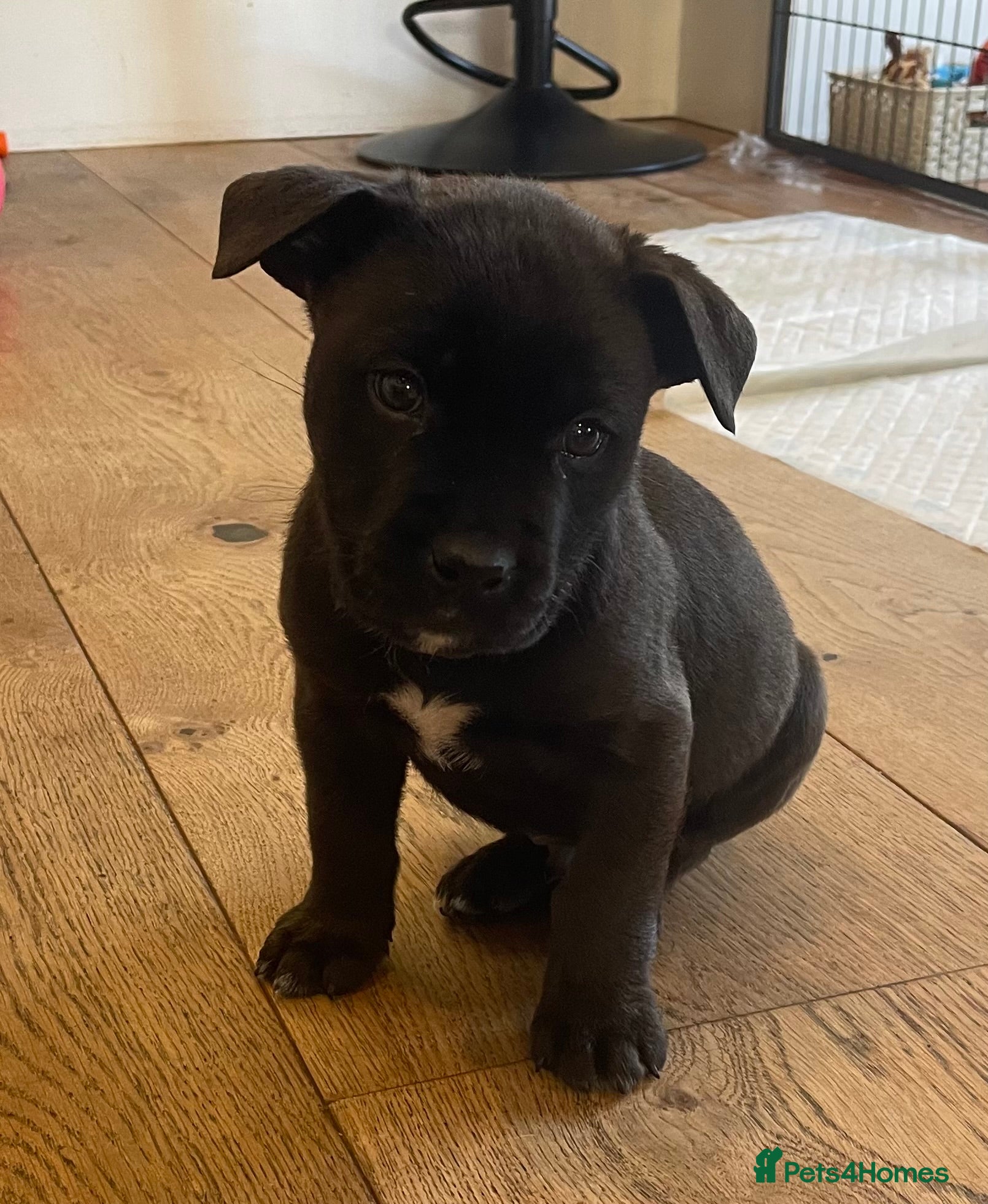 Mixed Breed dogs Rotty-corso - Advert 19