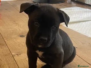 Mixed Breed dogs Rotty-corso - Advert 19