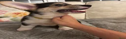 Welsh Corgi Pembroke dogs for sale: KC Registered Pembroke Welsh Corgi Puppies - Advert 8