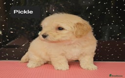 Maltipoo dogs for sale: Quality Champion Apricot Teddy toy Maltipoo's 🧸 - Image 25