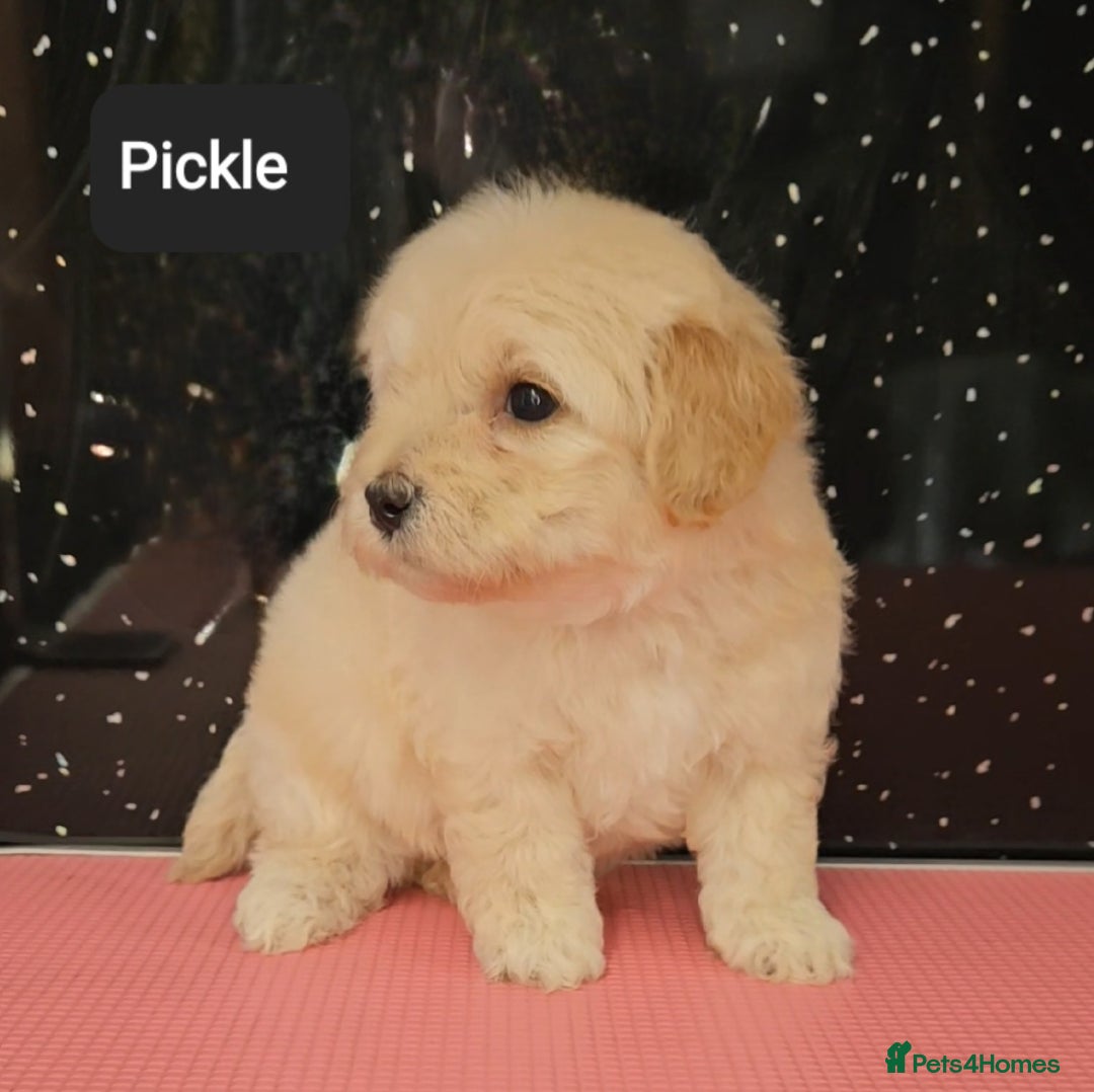 Maltipoo dogs for sale: Quality Champion Apricot Teddy toy Maltipoo's 🧸 - Image 25