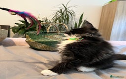 Maine Coon cats for sale: GCCF active / domestic Maine Coon  - Image 15
