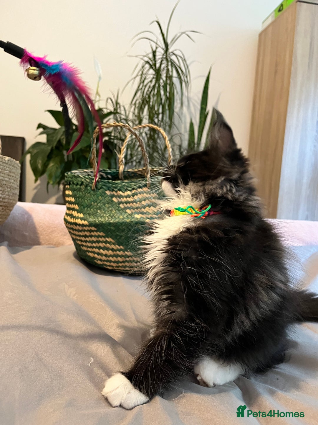 Maine Coon cats for sale: GCCF active / domestic Maine Coon  - Image 15