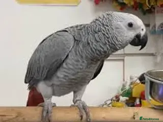 Parrots birds Male African grey - Advert 9