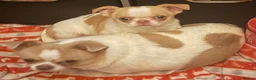 Chihuahua dogs for sale: Pedigree chihuahua  - Advert 1