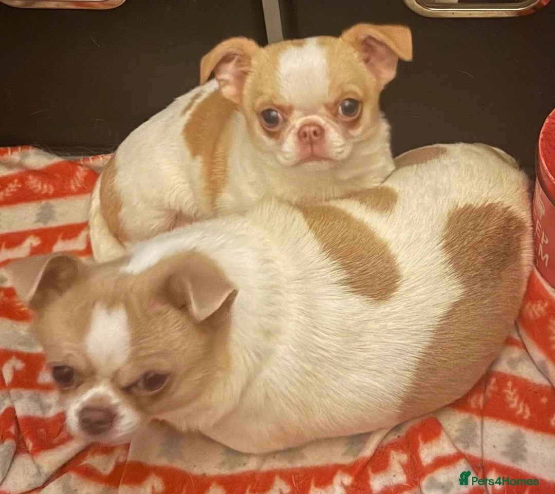 Chihuahua dogs for sale: Pedigree chihuahua  - Advert 1