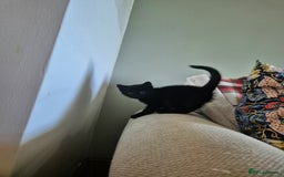 Mixed Breed cats for sale: Beautiful Kittens- Ready Now - Image 3