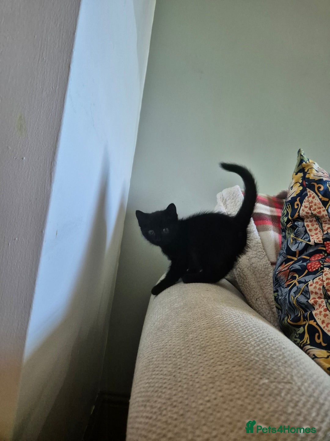 Mixed Breed cats for sale: Beautiful Kittens- Ready Now - Image 3