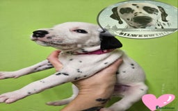 Dalmatian dogs for sale: 6 KC Dalmatian puppies Left - Image 31