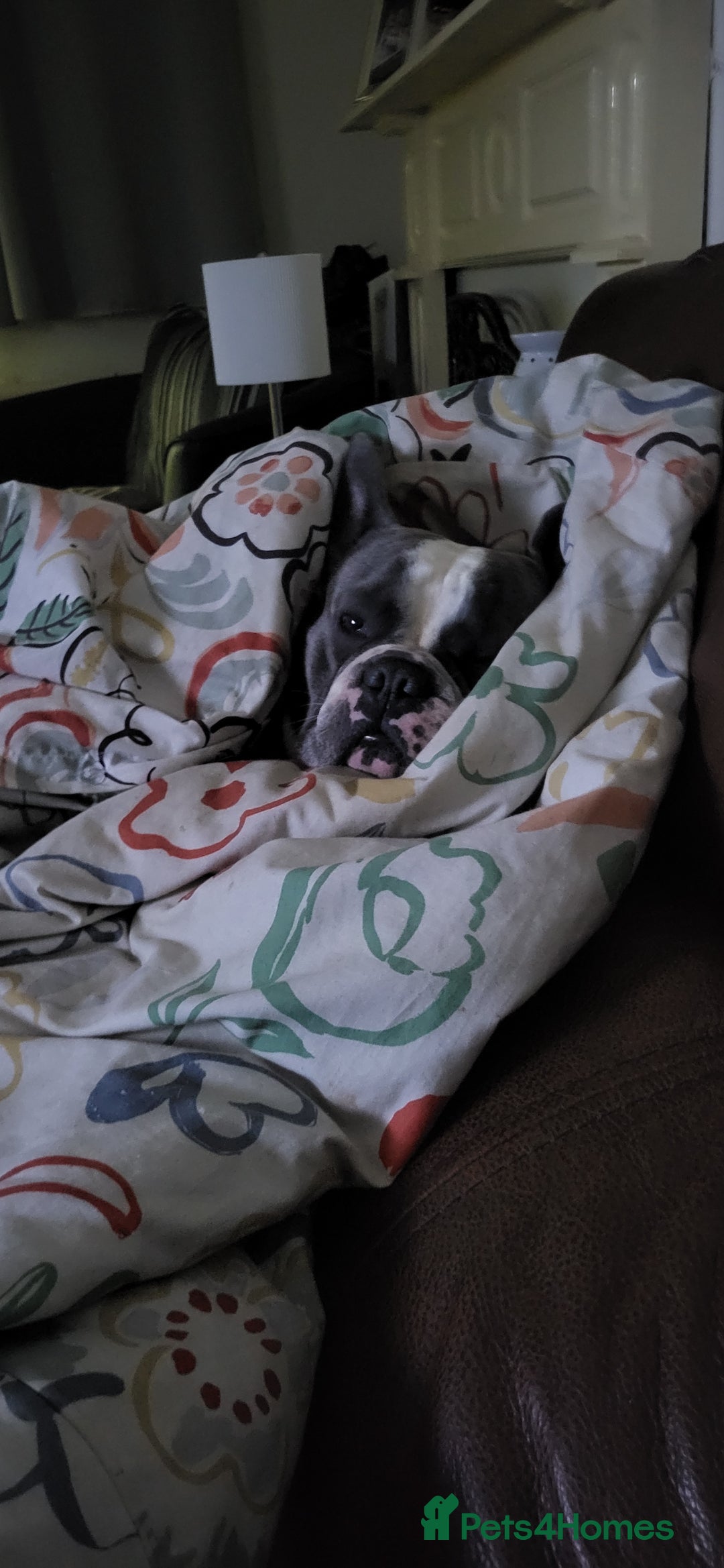 French Bulldog dogs for stud: STUD available French Bulldog enhanced pedigree  - Advert 4