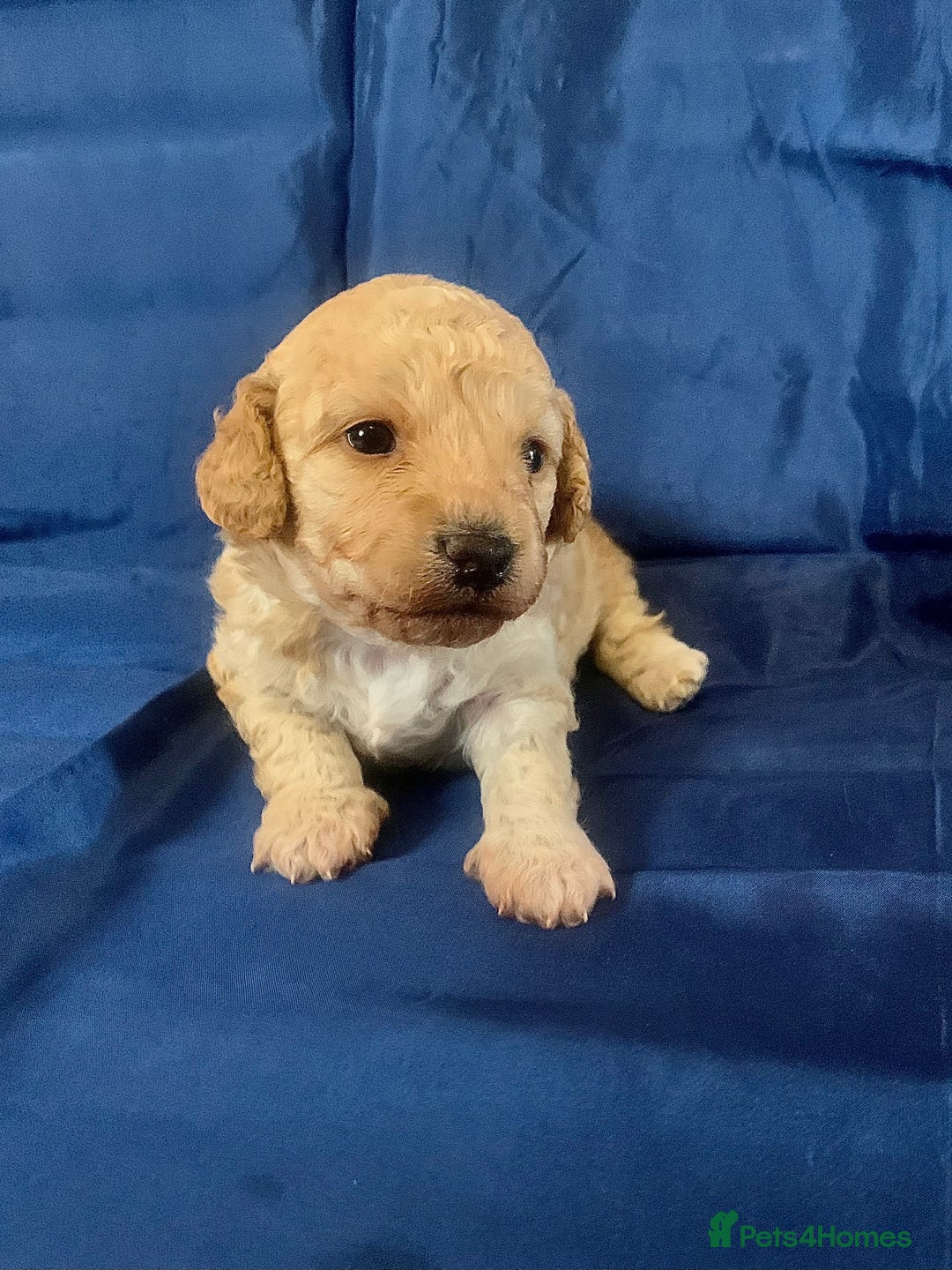 Miniature Poodle dogs for sale: Miniature poodles for sale  2 boys and 3 girls - Advert 7