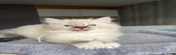 Ragdoll cats for sale: GCCF Ragdoll kittens for sale - Advert 6