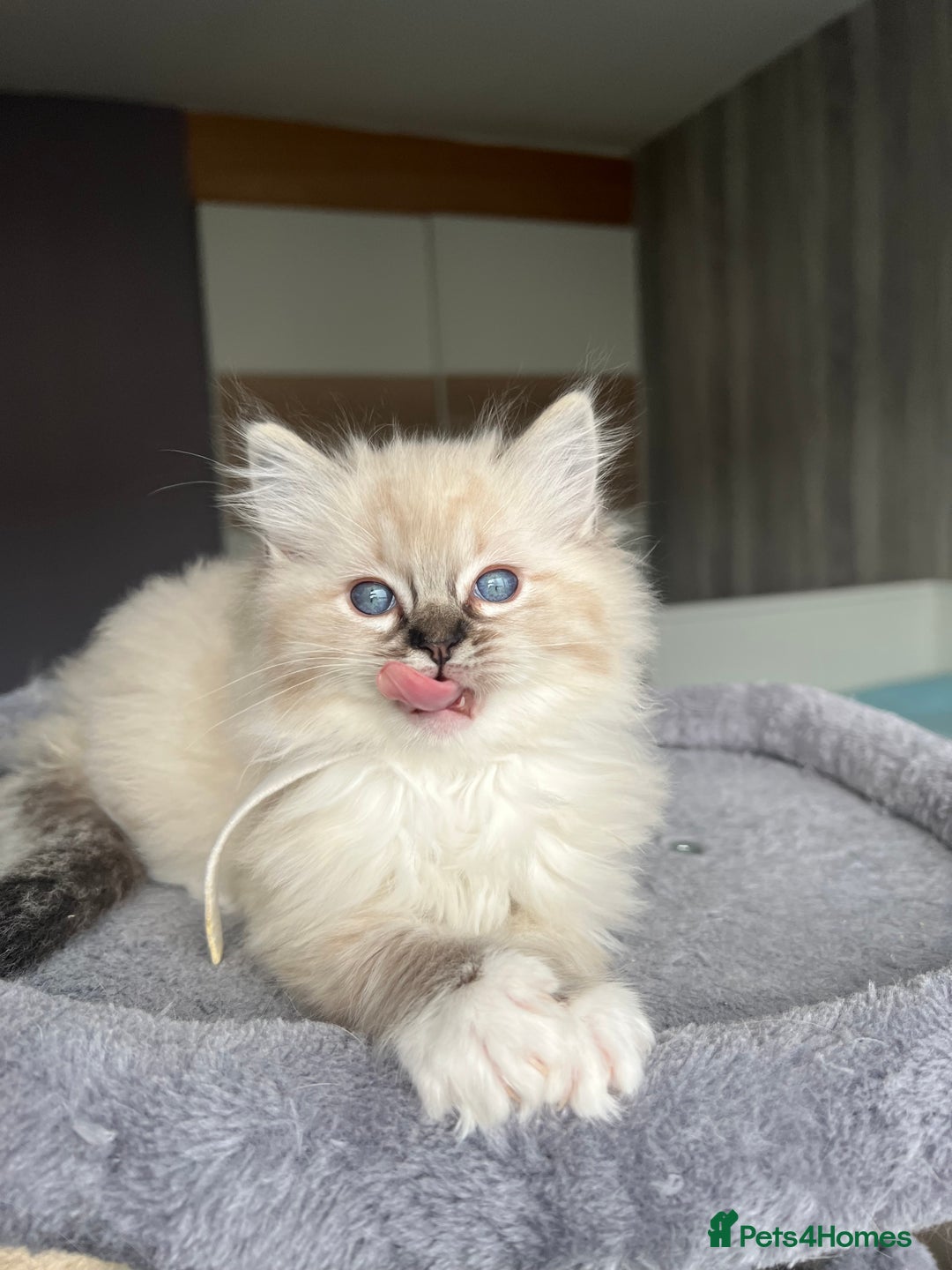 Ragdoll cats for sale: GCCF Ragdoll kittens for sale - Advert 6